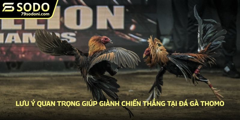 Lưu ý quan trọng giúp giành chiến thắng tại đá gà Thomo